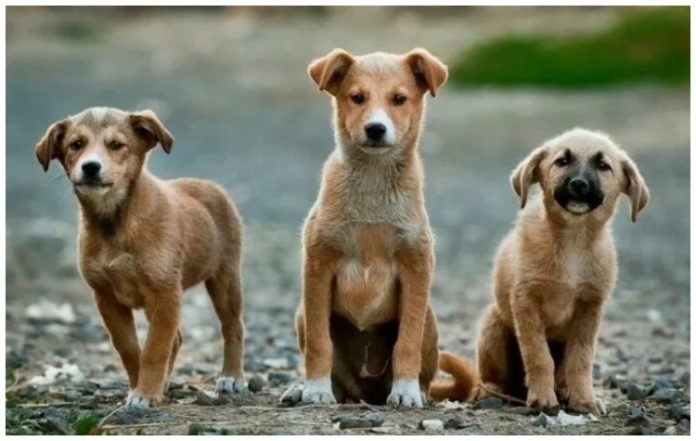 Δήμος Παλαιού Φαλήρου: Διευκρινήσεις για τη λειτουργία του χώρου προσωρινής φιλοξενίας των αδέσποτων