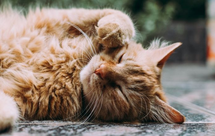 Ημέρα Υιοθεσίας Γάτας από τον Δήμο Βάρης-Βούλας-Βουλιαγμένης