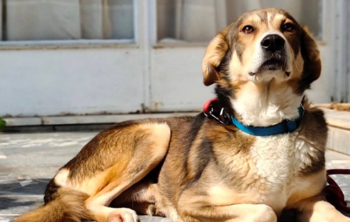 Πασχαλινό μπαζάρ της Φιλοζωικής Παρέμβασης Ελληνικού – Αργυρούπολης