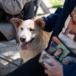 Ημέρα Υιοθεσίας Σκύλου: Στην παραλία της Βάρκιζας φιλόζωοι και αδέσποτα σκυλάκια