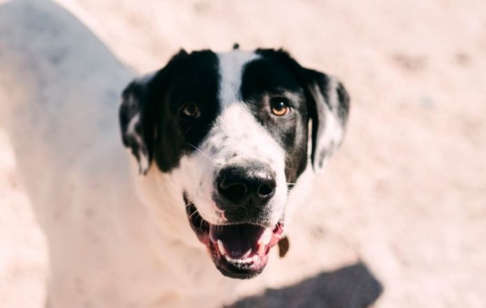 ΣΠΑΖ: Πασχαλινή... υιοθεσία σκύλων στον Δήμο Γλυφάδας