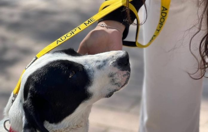 ΣΠΑΖ: Κουνιστές ουρές γέμισε ο «Δρόμος των Ποιητών»